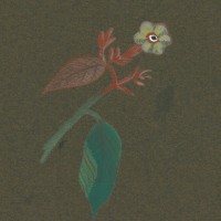 BLUMEN. - Bleiwurz. Picture 1