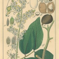 HEILPFLANZEN. - Johannisbrotgewächs. Picture 1