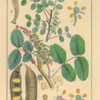 HEILPFLANZEN. - Johannisbrot. Picture 1
