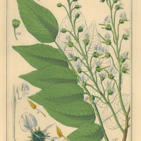 HEILPFLANZEN. - Balsambaum. Picture 1