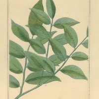 HEILPFLANZEN. - Balsambaum. Bild 1