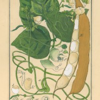 HEILPFLANZEN. - Bohne. Picture 1