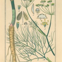 GEWÜRZE. - Fenchel. Picture 1