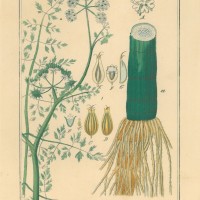 HEILPFLANZEN. - Wasserfenchel. Bild 1