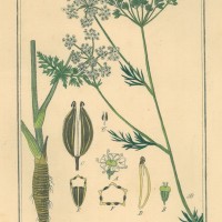 GEWÜRZE. - Kümmel. Picture 1