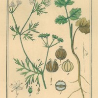 GEWÜRZE. - Koriander. Picture 1
