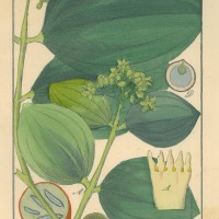 HEILPFLANZEN. - Gewöhnliche Brechnuss. Picture 1