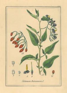 Picture 1