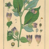 GIFTPFLANZEN. - Tollkirsche. Picture 1