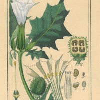 GIFTPFLANZEN. - Stechapfel. Picture 1