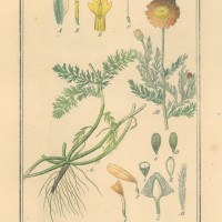HEILPFLANZEN. - Kamille. Picture 1