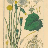 HEILPFLANZEN. - Huflattich. Picture 1