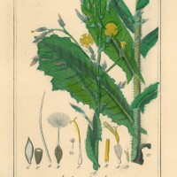 HEILPFLANZEN. - Gift-Lattich. Picture 1