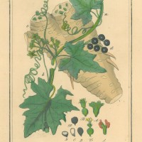 HEILPFLANZEN. - Weiße Zaunrübe. Bild 1