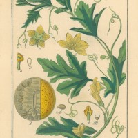 HEILPFLANZEN. - Koloquinte. Picture 1