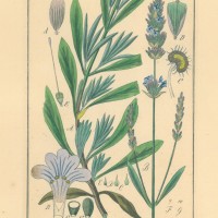 HEILPFLANZEN. - Lavendel. Picture 1