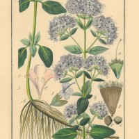 GEWÜRZE. - Oregano. Picture 1