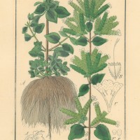 GEWÜRZE. - Oregano. Picture 1