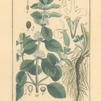 HEILPFLANZEN. - Andorn. Picture 1