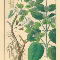 HEILPFLANZEN. - Zitronenmelisse. Picture 1