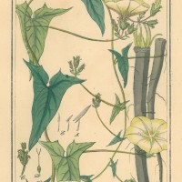 HEILPFLANZEN. - Orientalische Purgierwinde. Picture 1