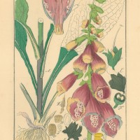 HEILPFLANZEN. - Roter Fingerhut. Bild 1