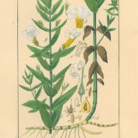 HEILPFLANZEN. - Gnadenkraut. Picture 1