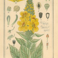 HEILPFLANZEN. - Königskerze. Picture 1