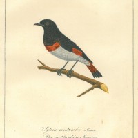 VÖGEL. - Sänger. Bild 1