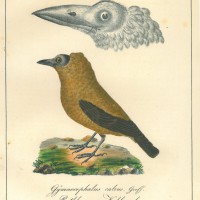 VÖGEL. - Kahlvogel. Picture 1