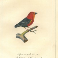 VÖGEL. - Schnurrenvogel. Picture 1