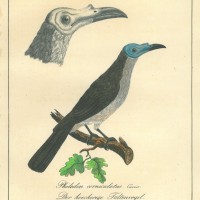 VÖGEL. - Faltenvogel. Bild 1