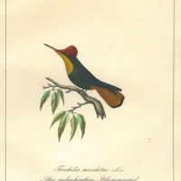 VÖGEL. - Blumenvogel. Bild 1