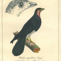VÖGEL. - Fleischvogel. Bild 1