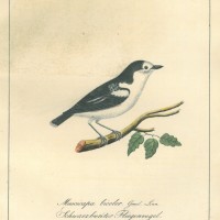 VÖGEL. - Fliegenvogel. Bild 1