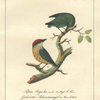 VÖGEL. - Schnurrenvogel. Picture 1