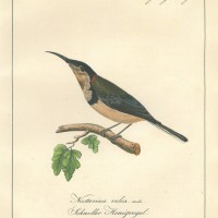 VÖGEL. - Honigvogel. Bild 1