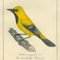 VÖGEL. - Hordenvogel. Picture 1