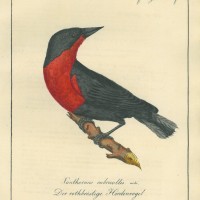 VÖGEL. - Hordenvogel. Picture 1
