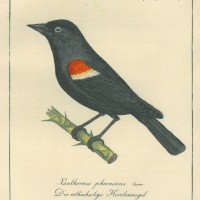 VÖGEL. - Hordenvogel. Bild 1