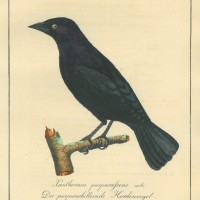 VÖGEL. - Hordenvogel. Picture 1