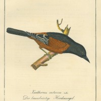 VÖGEL. - Hordenvogel. Bild 1
