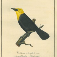 VÖGEL. - Hordenvogel. Bild 1