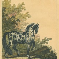 PFERDE. - Schecke. Bild 1