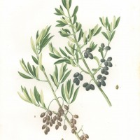PFLANZEN. - Olivenbaum. Picture 1