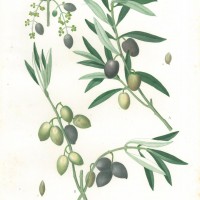 PFLANZEN. - Olivenbaum. Bild 1