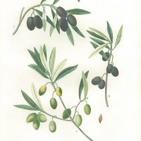 PFLANZEN. - Olivenbaum. Bild 1