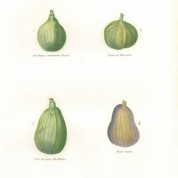 PFLANZEN. - Feige. Picture 1