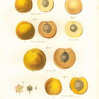 FRÜCHTE. - Aprikose. Picture 1