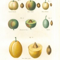 FRÜCHTE. - Pflaume. Picture 1
